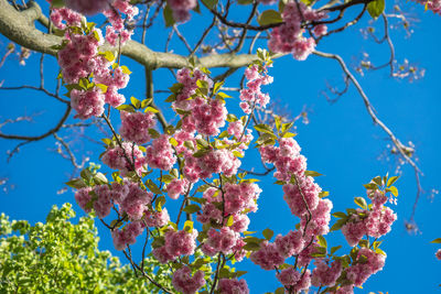 Low angle view of cherry blossom against blue sky