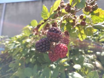 Close-up of strawberry growing on tree