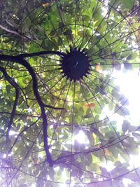 Low angle view of tree