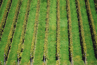 High angle view of corn field