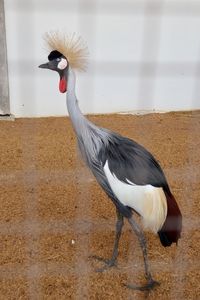Close-up of a bird