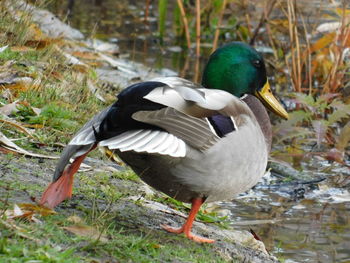 View of duck at lakeshore