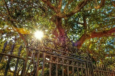 Sun shining through trees