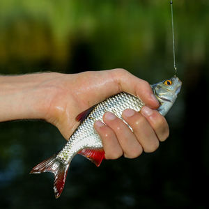 Close-up of hand holding fish