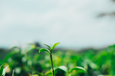 Close-up of crop growing on field