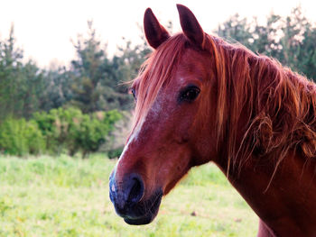 Close-up of a horse on field