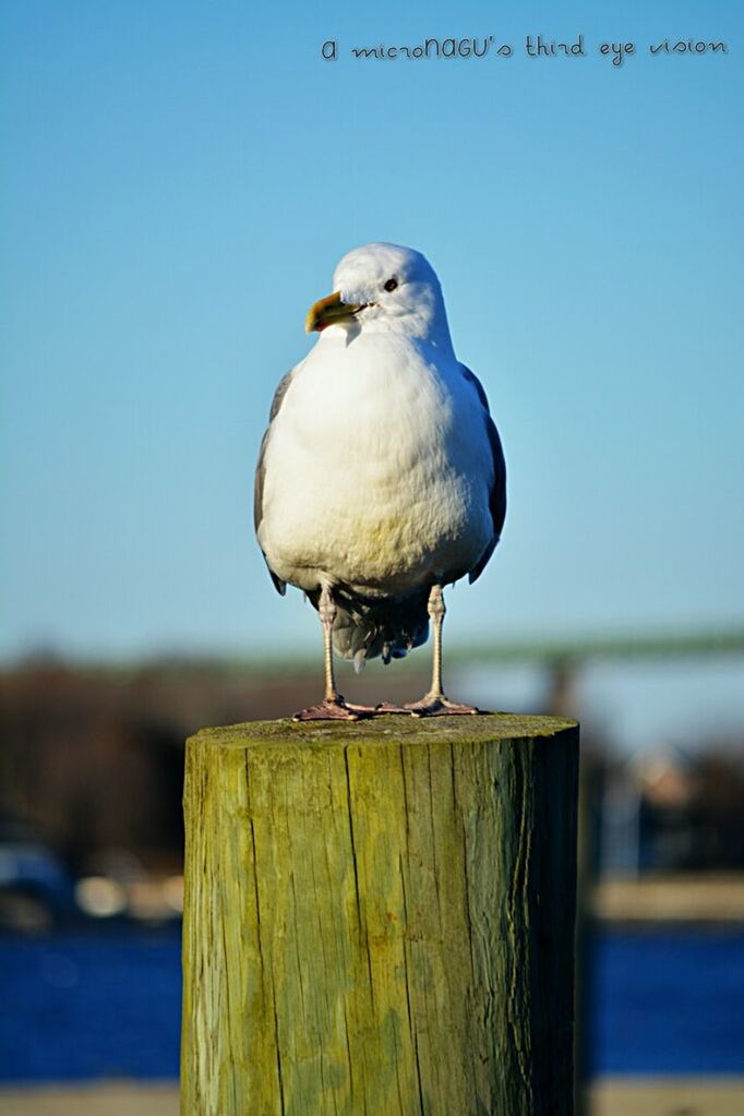 bird, animal themes, one animal, seagull, animals in the wild, wildlife, focus on foreground, perching, sea, wooden post, water, wood - material, beak, close-up, blue, railing, nature, day, clear sky, outdoors