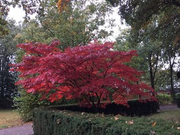 Red flowers on tree