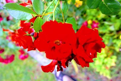 Close-up of red flowers blooming outdoors