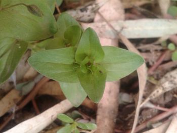 Close-up high angle view of plant