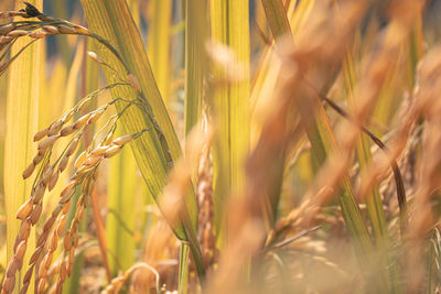 Close-up of stalks in field