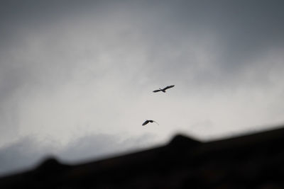 Low angle view of birds flying in sky