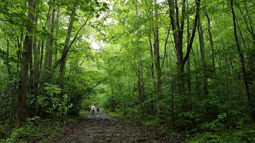 Rear view of people walking on footpath in forest