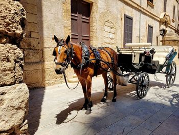 Horse cart in spanish old town