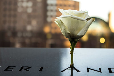 Close-up of rose at national september 11 memorial and museum