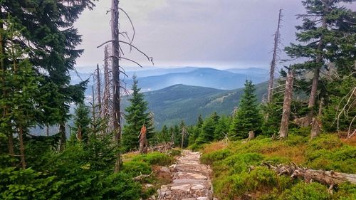 High angle view of trees on landscape