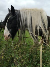 Horse in a field