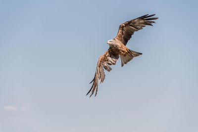 Low angle view of eagle flying in sky