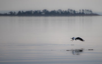 Bird on lake against sky