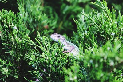 Close-up of frog on plants