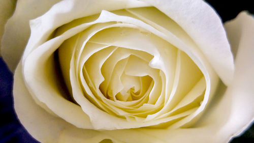 Close-up of yellow rose blooming outdoors