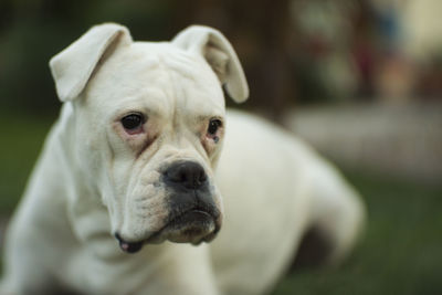 Close-up of boxer relaxing outdoors