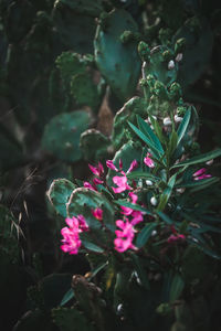 Close-up of pink flowering plant