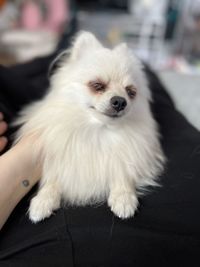 pet