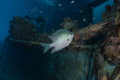 Fish swim in the red sea, colorful fish, eilat israel