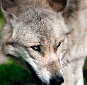 Close-up of a dog