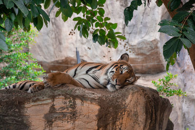 Cat resting in a zoo