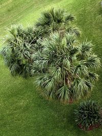 Pine trees on field