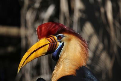 Close-up of bird