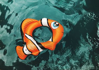 High angle view of orange fish in swimming pool