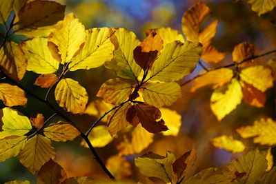 Close-up of yellow maple leaves