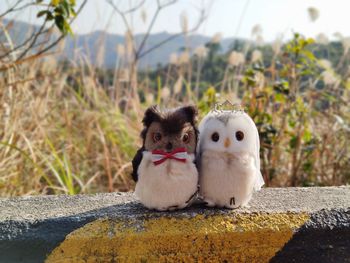 Portrait of young birds by retaining wall