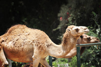Close-up of camels 