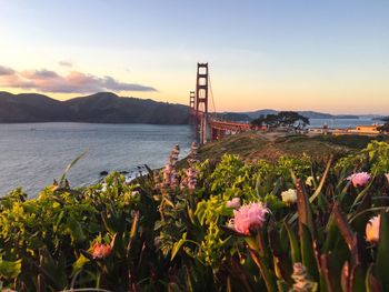 Flowers growing by golden gate bridge against sky during sunset