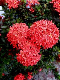 Close-up of red flowering plants