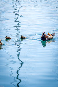 One adult male mandarin duck with ducklings swimming in water. aix galericulata. family animal love.