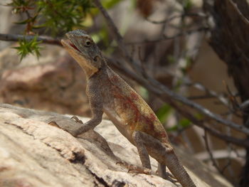 Close-up of lizard on tree branch