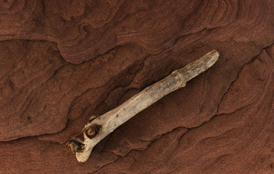 Close-up of animal skull