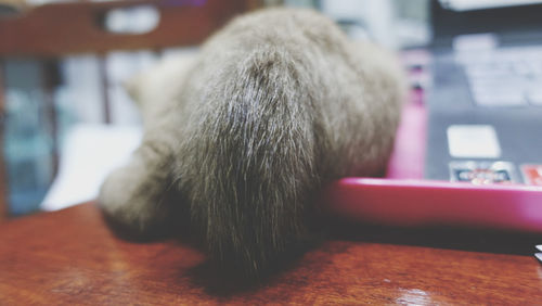 Close-up of a cat