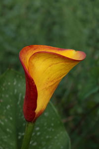 Close-up of yellow flower