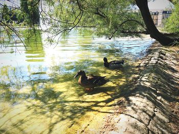 Birds in a lake