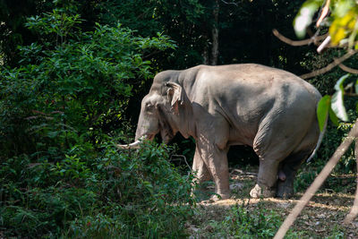 Elephant in a forest