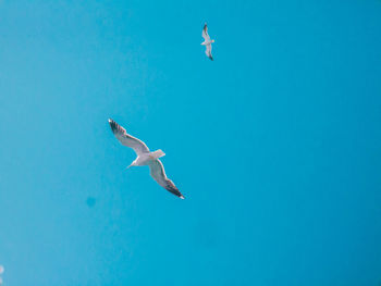 Low angle view of seagull flying