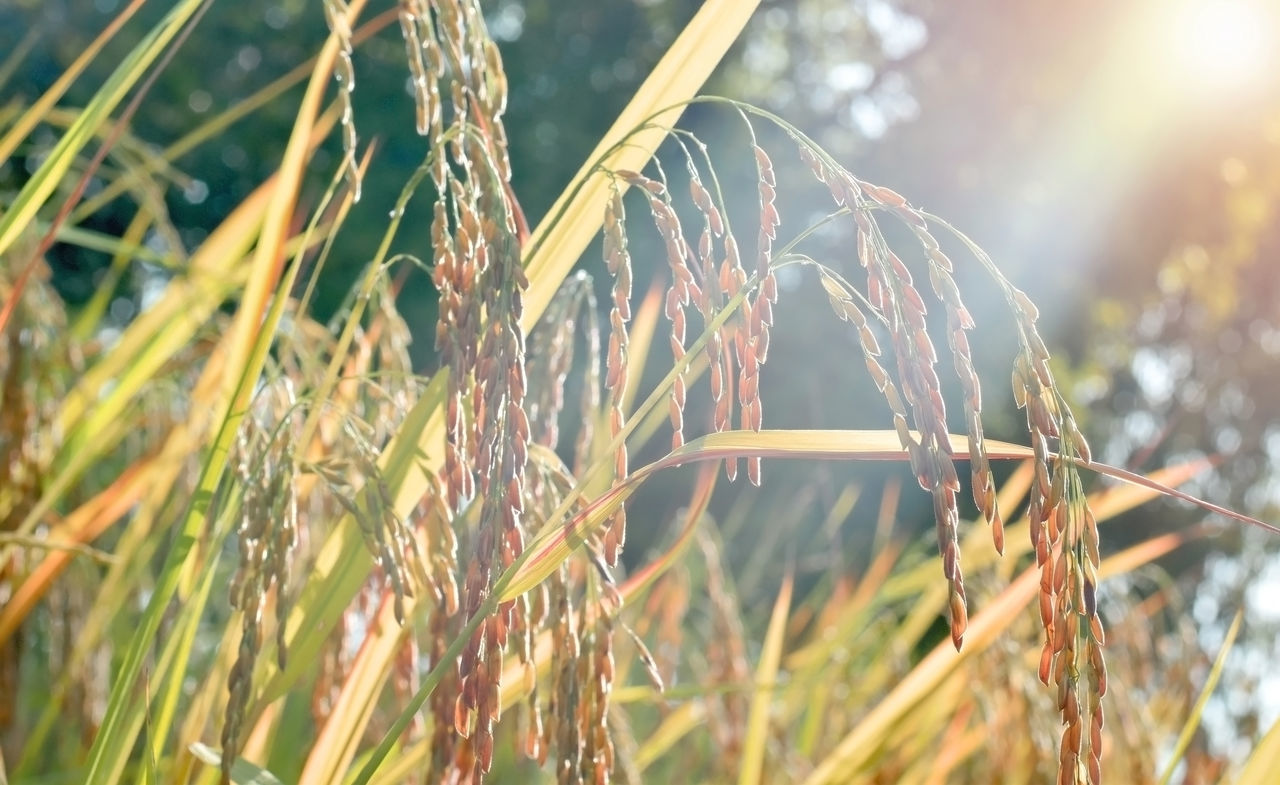 CLOSE-UP OF STALKS AGAINST THE SKY