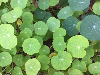 High angle view of leaves on plant