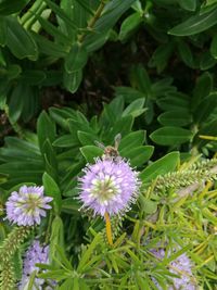 Close-up of purple flowering plants